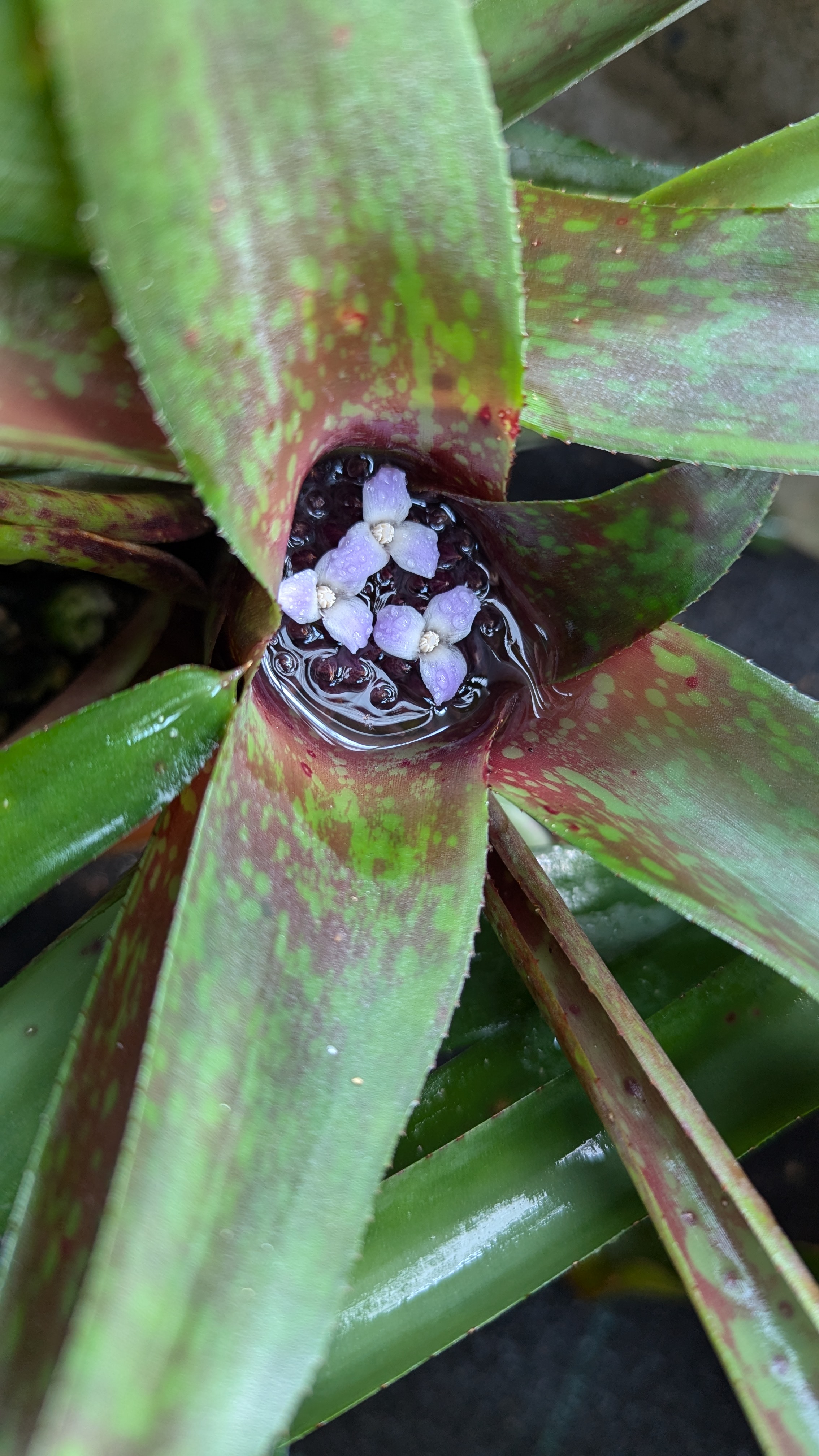 preview Neoregelia tristis (Beer) L.B.Sm.